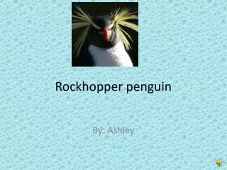 Rockhopper penguin