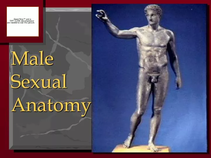 male sexual anatomy