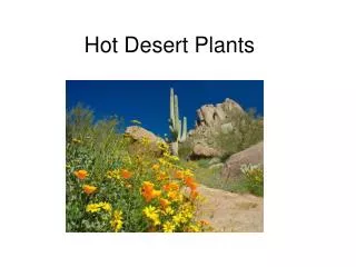 Hot Desert Plants