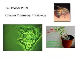 14 October 2009 Chapter 7 Sensory Physiology