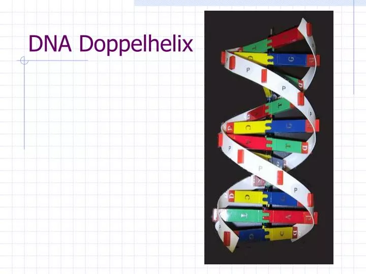 dna doppelhelix