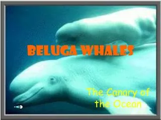Beluga Whales