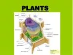 PLANTS - slide 1