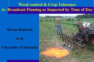 Weed control &amp; Crop Tolerance to Broadcast Flaming as Impacted by Time of Day