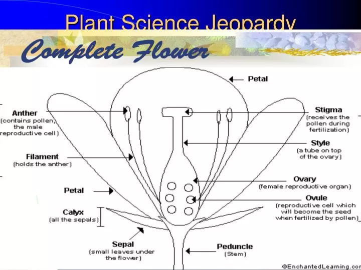 plant science jeopardy