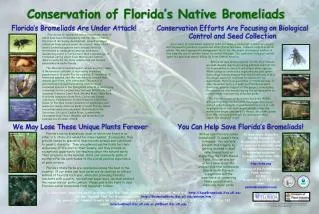 Conservation of Florida’s Native Bromeliads