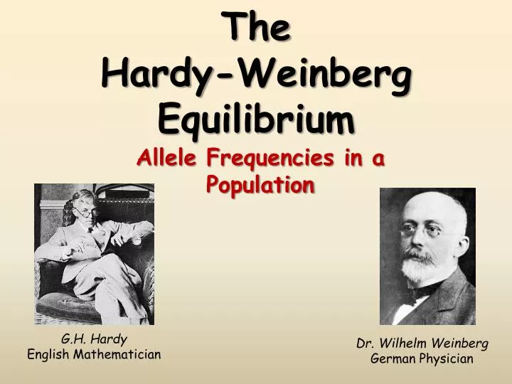 the hardy weinberg equilibrium