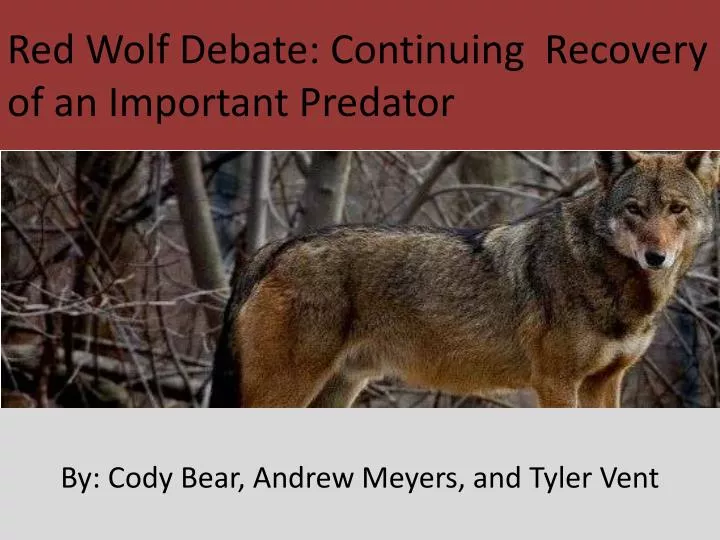 red wolf debate continuing recovery of an important predator