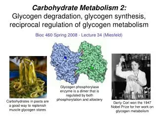 Carbohydrate Metabolism 2: Glycogen degradation, glycogen synthesis, reciprocal regulation of glycogen metabolism