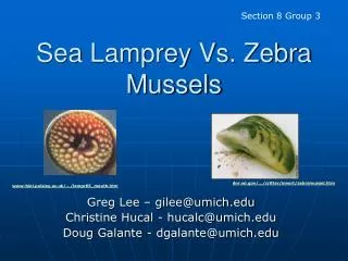 Sea Lamprey Vs. Zebra Mussels