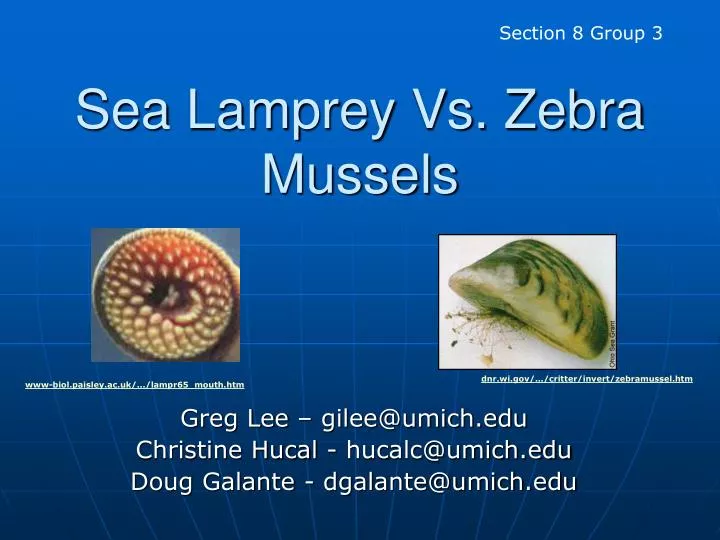 sea lamprey vs zebra mussels