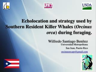 Echolocation and strategy used by Southern Resident Killer Whales ( Orcinus orca ) during foraging.