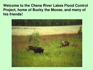 Welcome to the Chena River Lakes Flood Control Project, home of Bucky the Moose, and many of his friends!