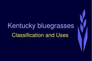 Kentucky bluegrasses
