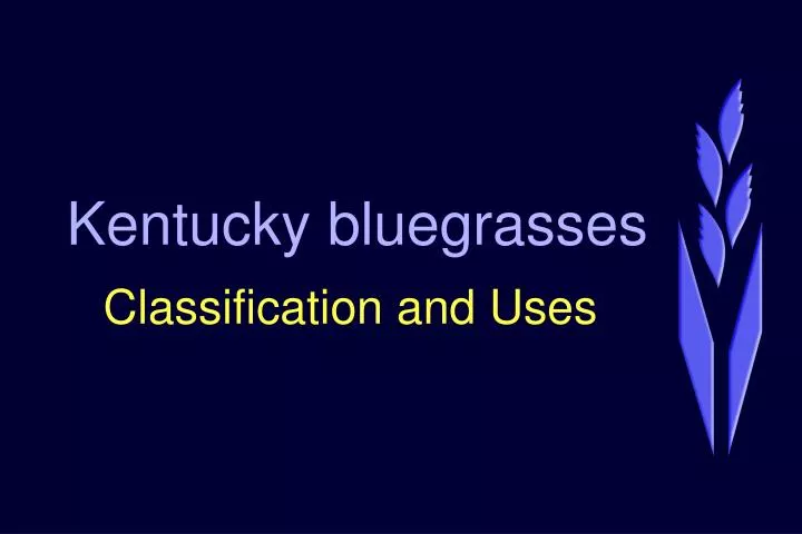 kentucky bluegrasses