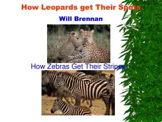 How Leopards get Their Spots Will Brennan