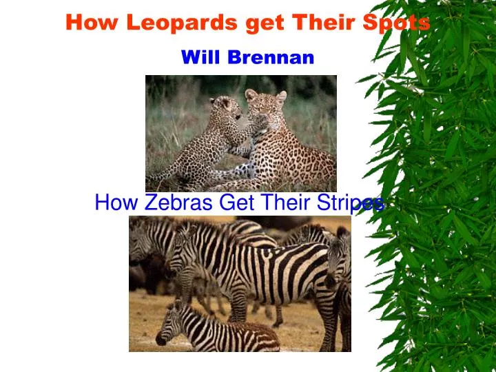 how leopards get their spots will brennan