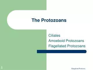 The Protozoans