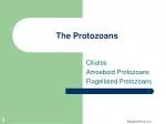 The Protozoans - slide 1