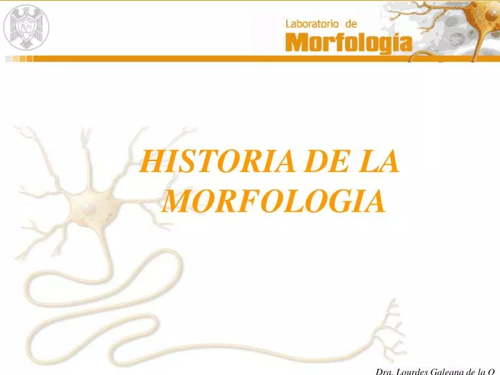 historia de la morfologia