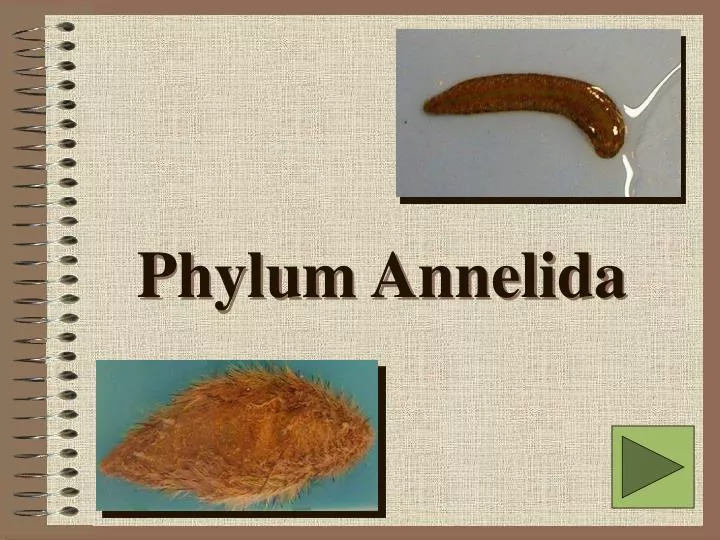 phylum annelida