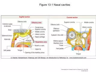 Figure 13-1 Nasal cavities