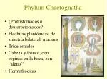 Phylum Chaetognatha - slide 1