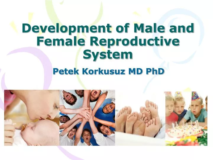 development of male and female reproductive system