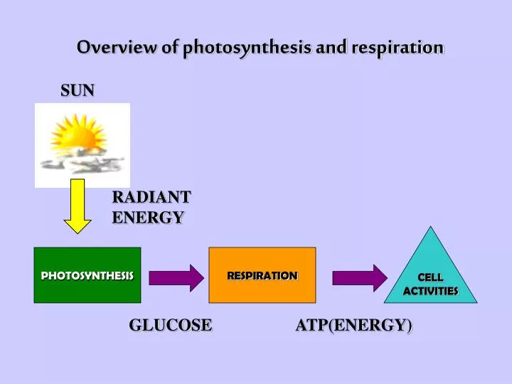 overview of photosynthesis and respiration