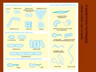 A baktériumok morfológiája (fekete betűsek: csak 2-2 példa)