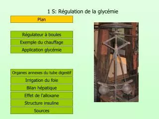 1 s r gulation de la glyc mie