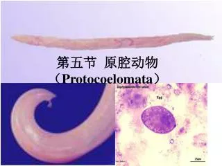 protocoelomata