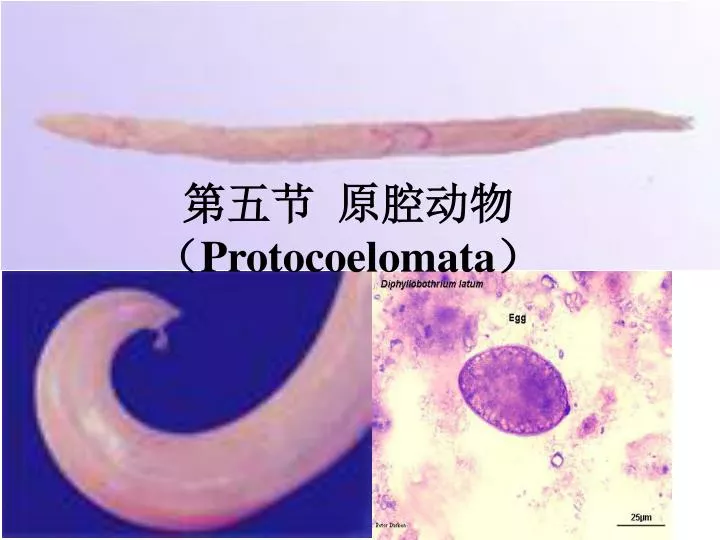 protocoelomata
