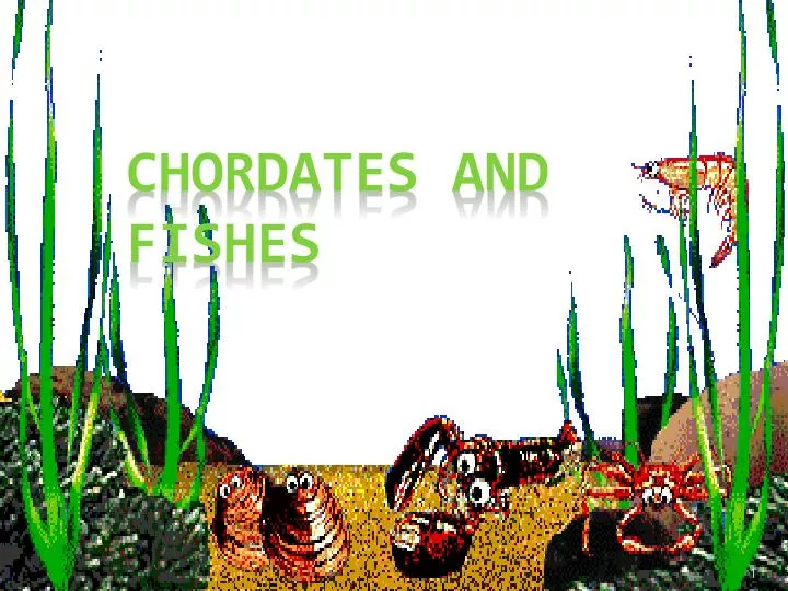 chordates and fishes