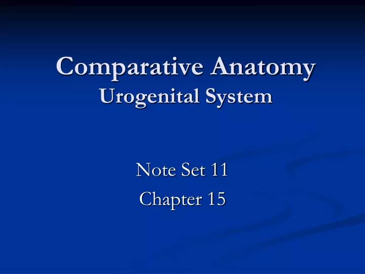 Ppt Comparative Anatomy Urogenital System Powerpoint Presentation