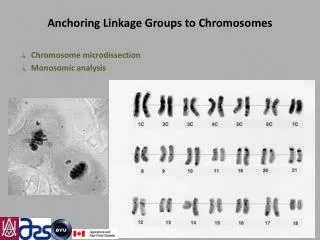 Anchoring Linkage Groups to Chromosomes
