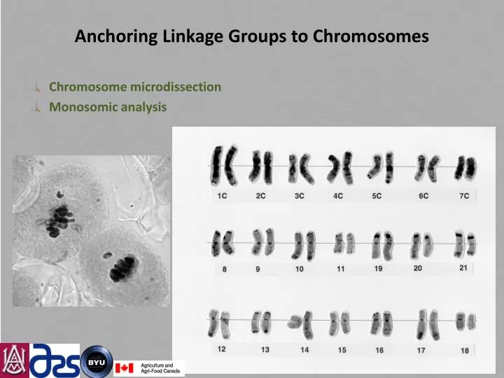 anchoring linkage groups to chromosomes