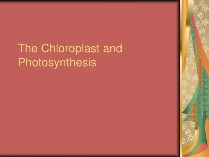 the chloroplast and photosynthesis