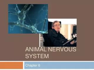 ANIMAL NERVOUS SYSTEM