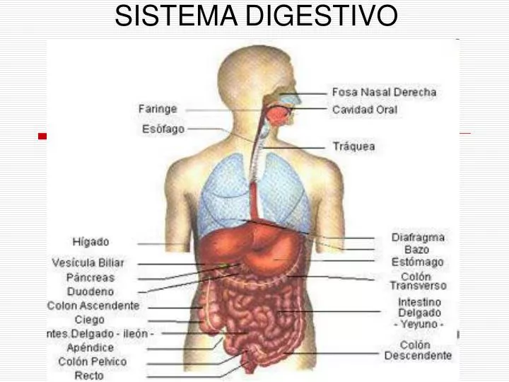 sistema digestivo