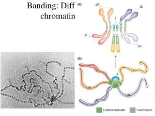 Banding: Different extents of chromatin condensation