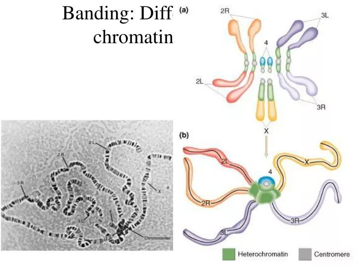 banding different extents of chromatin condensation