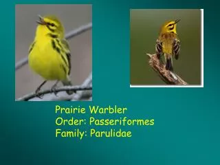 Prairie Warbler Order: Passeriformes Family: Parulidae
