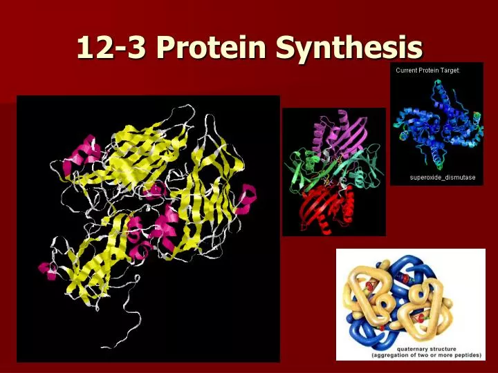 12 3 protein synthesis