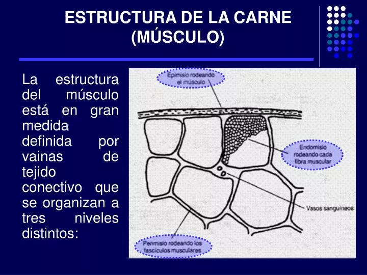 estructura de la carne m sculo