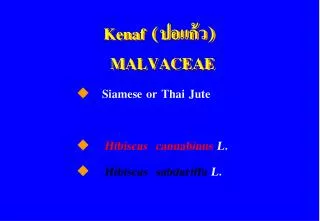 Kenaf (ปอแก้ว) MALVACEAE