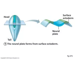 The neural plate forms from surface ectoderm.