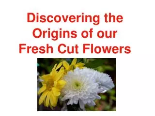 Discovering the Origins of our Fresh Cut Flowers