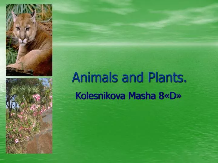 animals and plants