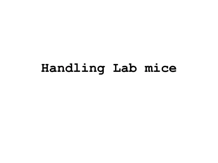 handling lab mice